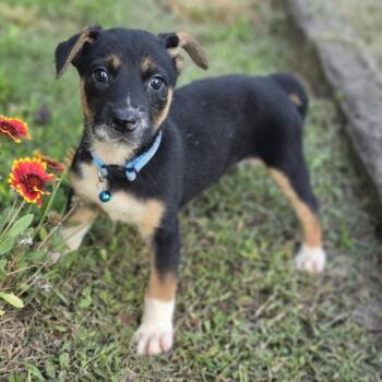 Mandi Unicorn -  Miniature Pinscher and Australian Shepherd Dog for Adoption in Andover, Massachusetts - Mandi Unicorn | PetCurious