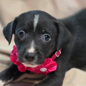 Grumpy -  Hound Dog for Adoption in Wiggins, Mississippi - Grumpy | PetCurious