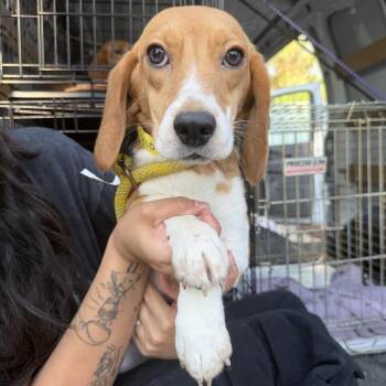 Seven Layer Dip -  Beagle Dog for Adoption in Northbrook, Illinois - Seven Layer Dip | PetCurious