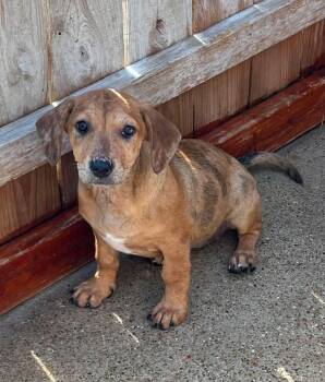 Dachshund and Chihuahua Dogs Available for Adoption in Norfolk, Massachusetts - Ginger | PetCurious