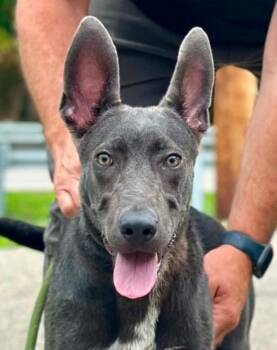 Radar -  Terrier and Shepherd Dog for Adoption in Millfield, Ohio - Radar | PetCurious