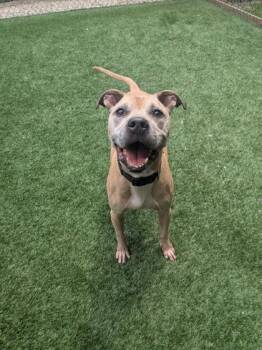 Cayde -  Mixed Breed Dog for Adoption in Louisburg, North Carolina - Cayde | PetCurious