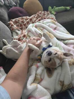 JASPER -  Chihuahua Dog for Adoption in Loveland, Colorado - JASPER | PetCurious