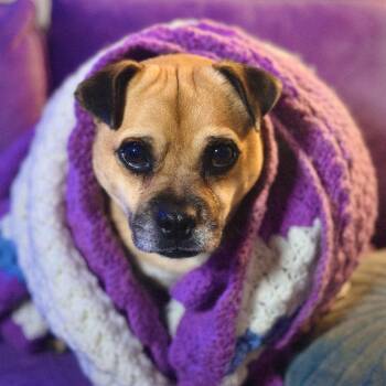 Pug Dogs Available for Adoption - Conway | PetCurious