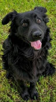 Bruce -  Flat Coated Retriever and Border Collie Dog for Adoption in Washington, District Of Columbia - Bruce | PetCurious