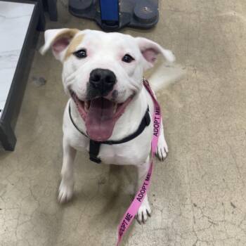 Napa -  Pit Bull Terrier Dog for Adoption in Chattanooga, Tennessee - Napa | PetCurious