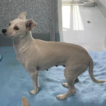 Chihuahua and Mixed Breed Dogs Available for Adoption in Long Beach, California - Amira | PetCurious