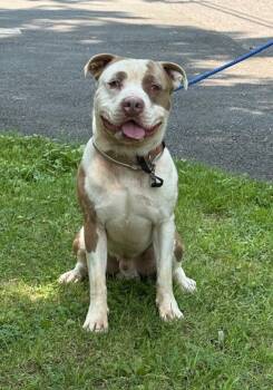 Rescue Pit Bull Terrier Dogs for Adoption in Kingston, New York - Maverick | PetCurious