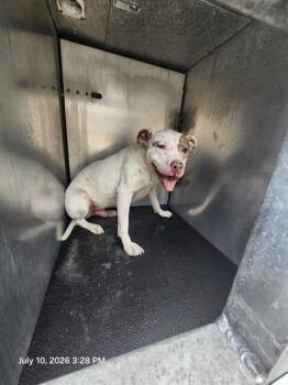 CARL -  American Staffordshire Terrier Dog for Adoption in San Antonio, Texas - CARL | PetCurious