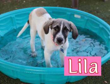 Lila -  Hound Dog for Adoption in Fort Worth, Texas - Lila | PetCurious
