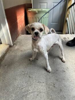 Swiffer -  Shih Tzu Dog for Adoption in Marietta, Georgia - Swiffer | PetCurious