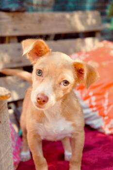 Cherry -  Chihuahua Dog for Adoption in San Diego, California - Cherry | PetCurious