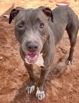 Rescue Mixed Breed Dogs for Adoption in Sharpsburg, Georgia - Joan | PetCurious