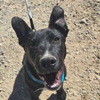 Terrier and Shepherd Dogs Available for Adoption - Bobby | PetCurious