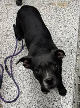 Louie -  Mixed Breed Dog for Adoption in West Chester, Pennsylvania - Louie | PetCurious