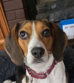 Bella -  Beagle Dog for Adoption in Penns Grove, New Jersey - Bella | PetCurious