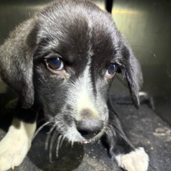 Tems -  Labrador Retriever and Hound Dog for Adoption in Birmingham, Alabama - Tems | PetCurious