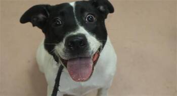 VERONICA -  Mixed Breed Dog for Adoption in Columbia, South Carolina - VERONICA | PetCurious