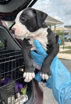 CLARISSA -  Hound Dog for Adoption in San Antonio, Texas - CLARISSA | PetCurious
