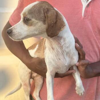 Suzy - Local October 9-11 -  Chihuahua Dog for Adoption in Brookshire, Texas - Suzy - Local October 9-11 | PetCurious