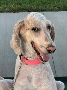 Rescue Standard Poodle Dogs for Adoption in Winchester, Kentucky - Alex | PetCurious