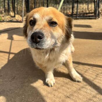 Corgi Dogs Available for Adoption - Winston | PetCurious