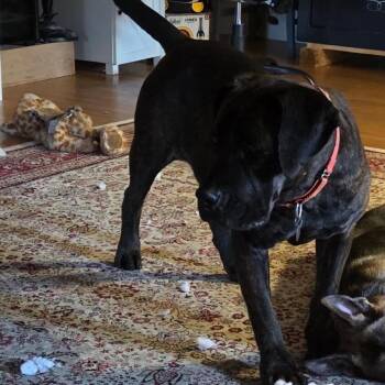 Jamaika -  Mastiff Dog for Adoption in Manchester, Pennsylvania - Jamaika | PetCurious