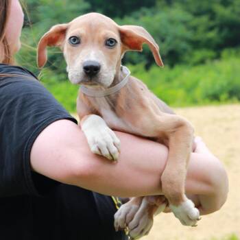 CT Avery -  Labrador Retriever and Mixed Breed Dog for Adoption in Stormville, New York - CT Avery | PetCurious