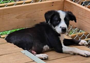Ducky -  Border Collie Dog for Adoption in Wantagh, New York - Ducky | PetCurious