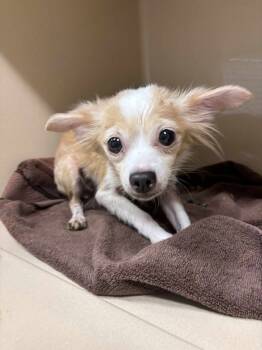 Rescue Mixed Breed Dogs for Adoption in Milton, Georgia - Isabella Softie | PetCurious