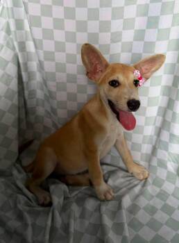Kala -  Corgi Dog for Adoption in New York, New York - Kala | PetCurious