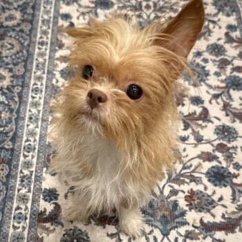 Rescue Chihuahua Dogs for Adoption in Tulsa, Oklahoma - Angel | PetCurious