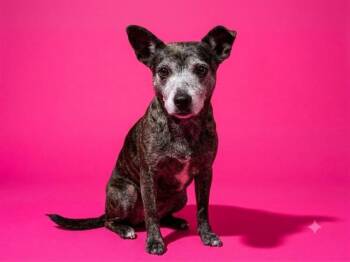 REBA MCENTIRE -  Mixed Breed Dog for Adoption in Jacksonville, Florida - REBA MCENTIRE | PetCurious