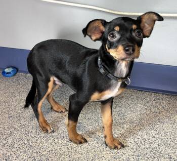 Miniature Pinscher Dogs Available for Adoption in Bartlesville, Oklahoma - Lil Man | PetCurious