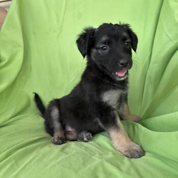 German Shepherd Dog and Black Labrador Retriever Dogs Available for Adoption in Tucson, Arizona - Ruby | PetCurious