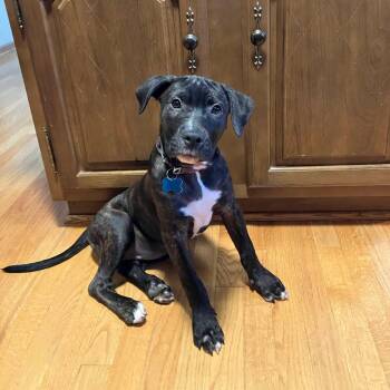 Marcie -  Pit Bull Terrier and Hound Dog for Adoption in Plainfield, Illinois - Marcie | PetCurious