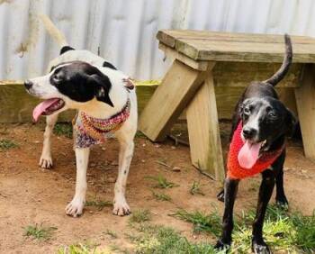 Zach -  Australian Cattle Dog Blue Heeler and Mixed Breed Dog for Adoption in Seneca, South Carolina - Zach | PetCurious