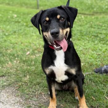 Dobby -  Mixed Breed Dog Available for Adoption in Tulsa, Oklahoma - Dobby | PetCurious