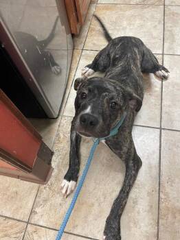 Brindi -  Mixed Breed Dog for Adoption in Cincinnati, Ohio - Brindi | PetCurious