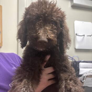 Toffee -  Poodle and Mixed Breed Dog for Adoption in Tulsa, Oklahoma - Toffee | PetCurious