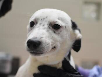 Australian Cattle Dog Blue Heeler and Mixed Breed Dogs Available for Adoption in Portland, Oregon - Lemon | PetCurious