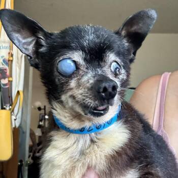 Tequila Mockingbird -  Chihuahua Dog for Adoption in Los Angeles, California - Tequila Mockingbird | PetCurious