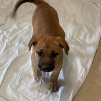 Shepherd and Mixed Breed Dogs Available for Adoption in Flagstaff, Arizona - Fireside | PetCurious