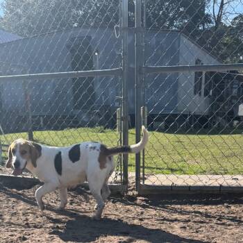 Penny Lane -  Beagle and Hound Dog for Adoption in Hinesville, Georgia - Penny Lane | PetCurious