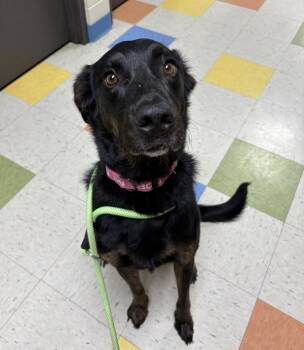 Rescue Labrador Retriever and Shepherd Dogs for Adoption in Sioux City, Iowa - Angel - The Quacking Dog | PetCurious
