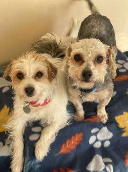 Cockapoo Dogs Available for Adoption - Dv - Corduroy (Bonded Pair) | PetCurious