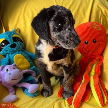 Lavaburst -  Catahoula Leopard Dog and Cattle Dog Dog for Adoption in Normal, Illinois - Lavaburst | PetCurious