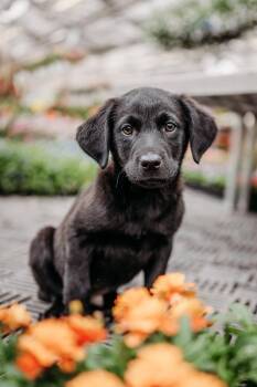 Retriever and Mixed Breed Dogs Available for Adoption in Minneapolis, Minnesota - Ripley | PetCurious