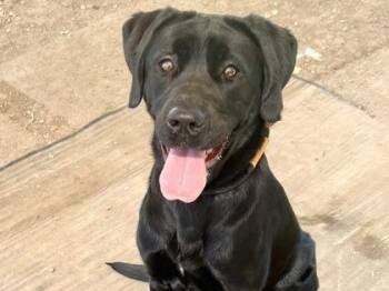 Brooklyn -  Mixed Breed Dog for Adoption in Georgetown, Texas - Brooklyn | PetCurious
