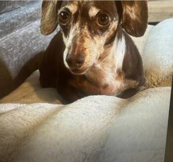 Dachshund Dogs Available for Adoption in Pearland, Texas - Olivia | PetCurious